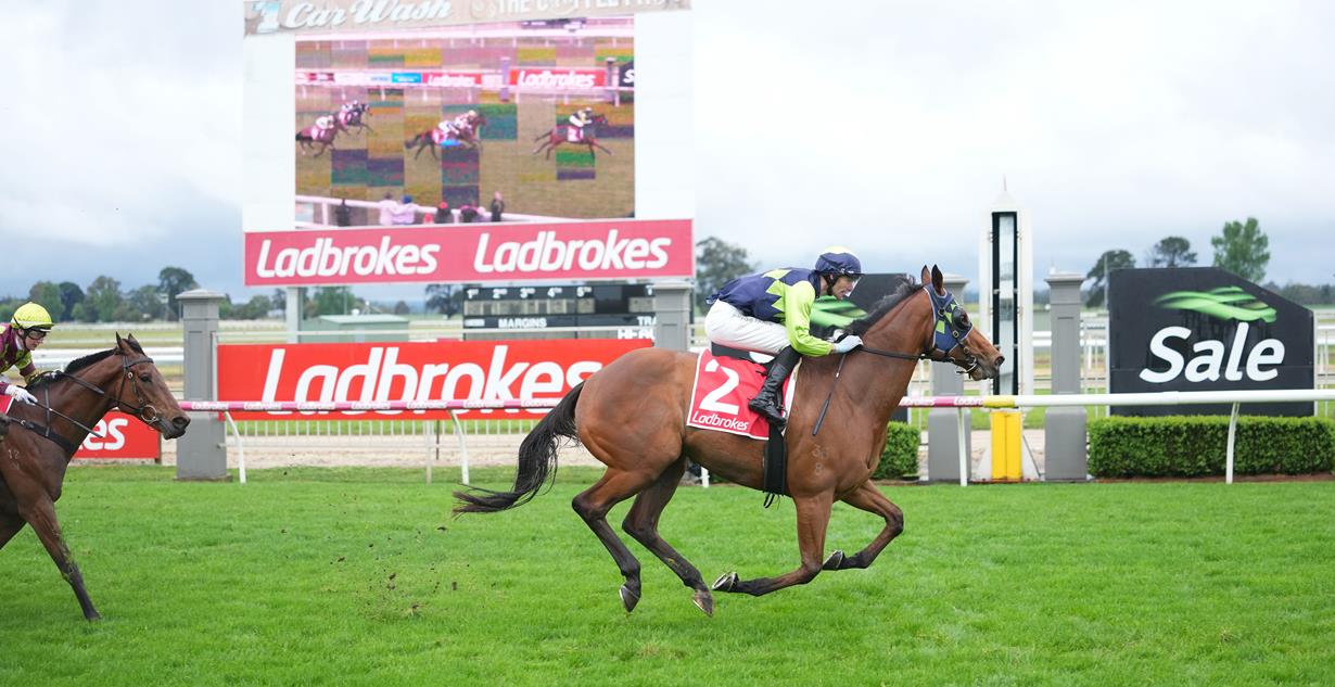 El Rocko - Sale 26th October 2025 (Listed Sale Cup)